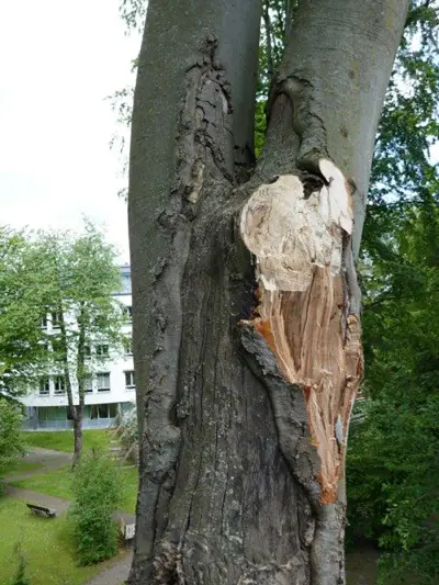 Ausgebrochener V-Zwiesel an einem Baum