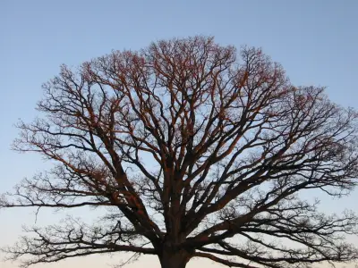 Rot-Eiche mit geschlossenem Kronenmantel