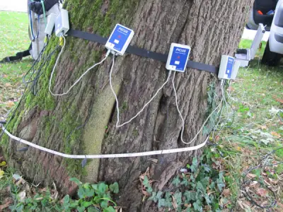 PICUS-Schalltomograph an einem Baum